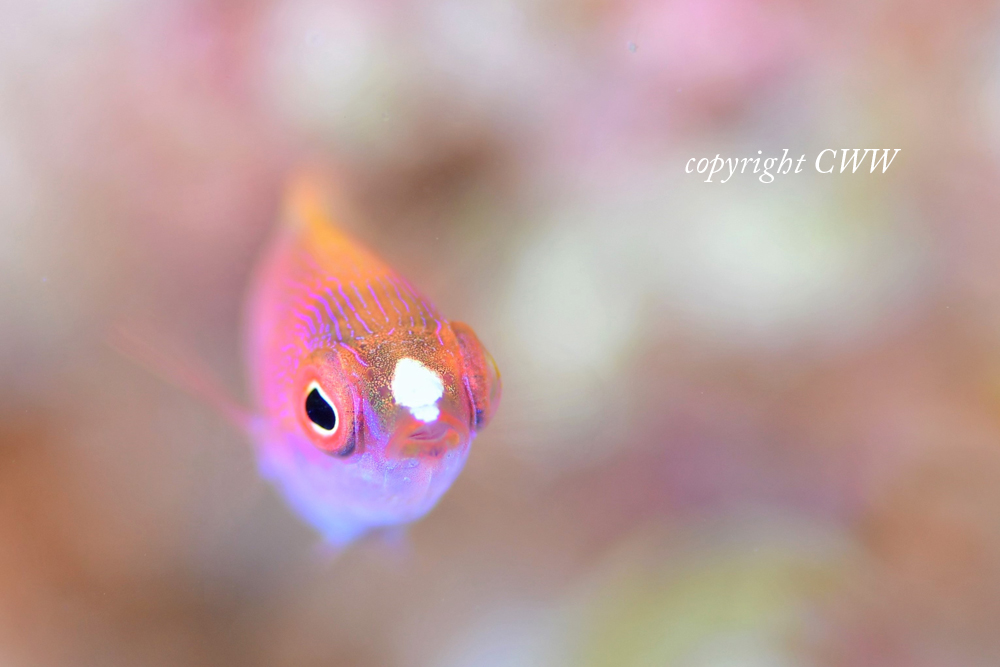 クロヘリイトヒキベラ幼魚