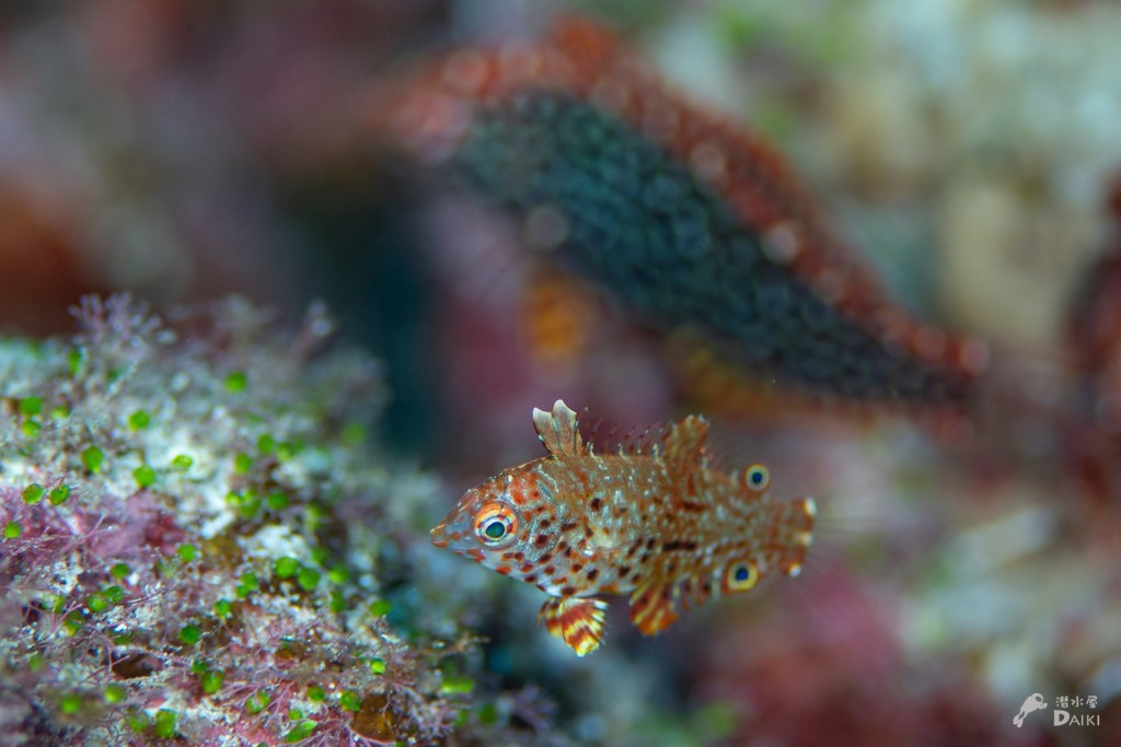 ノドグロベラ幼魚