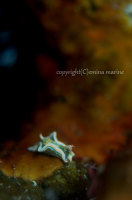 トウモンウミコチョウ