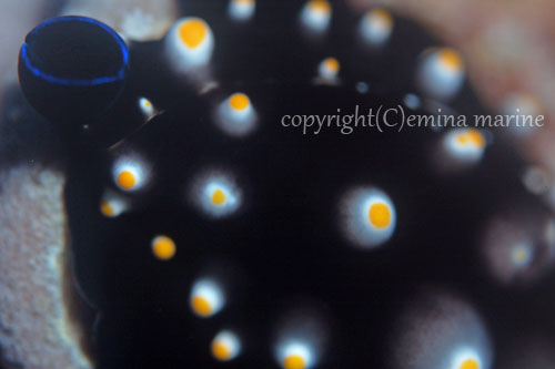 ウミウサギ貝の幼体