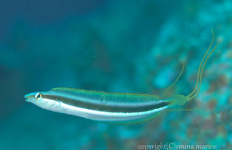 クロスジギンポ