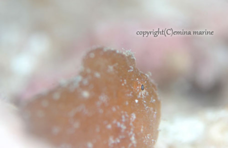 ヒメヒラタカエルアンコウ（茶）