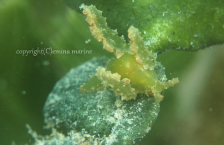 フリソデミドリガイ