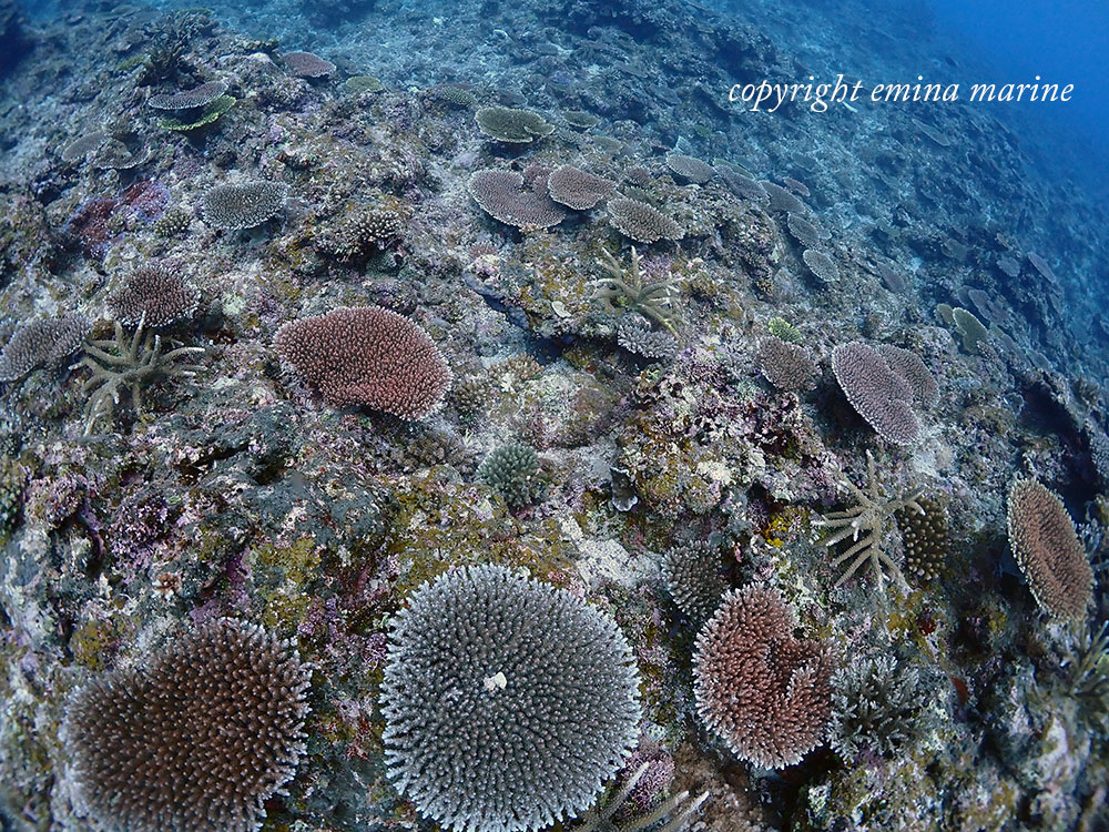 サシバ沖のサンゴがどんどん成長しています