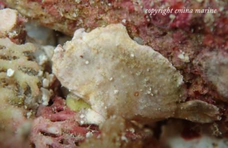 ヒメヒラタカエルアンコウ