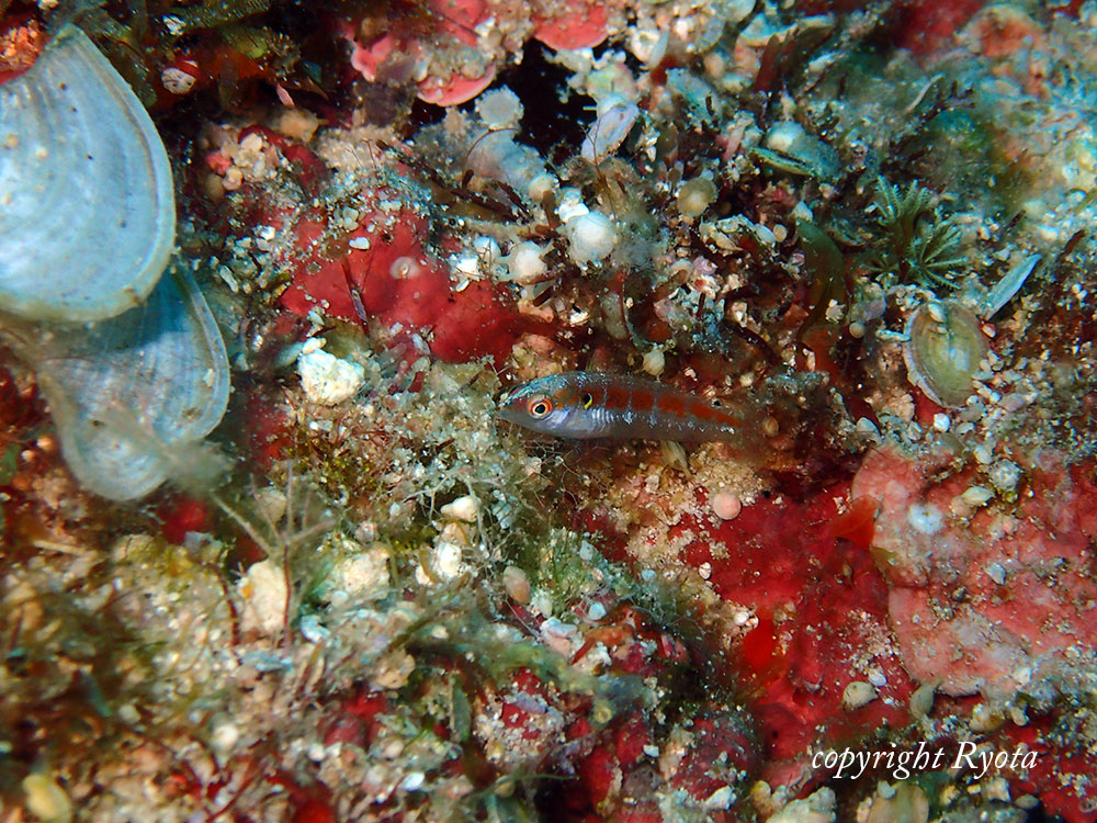 スジベラ幼魚