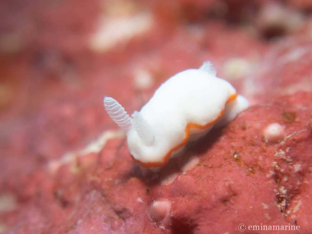 シノビイロウミウシ