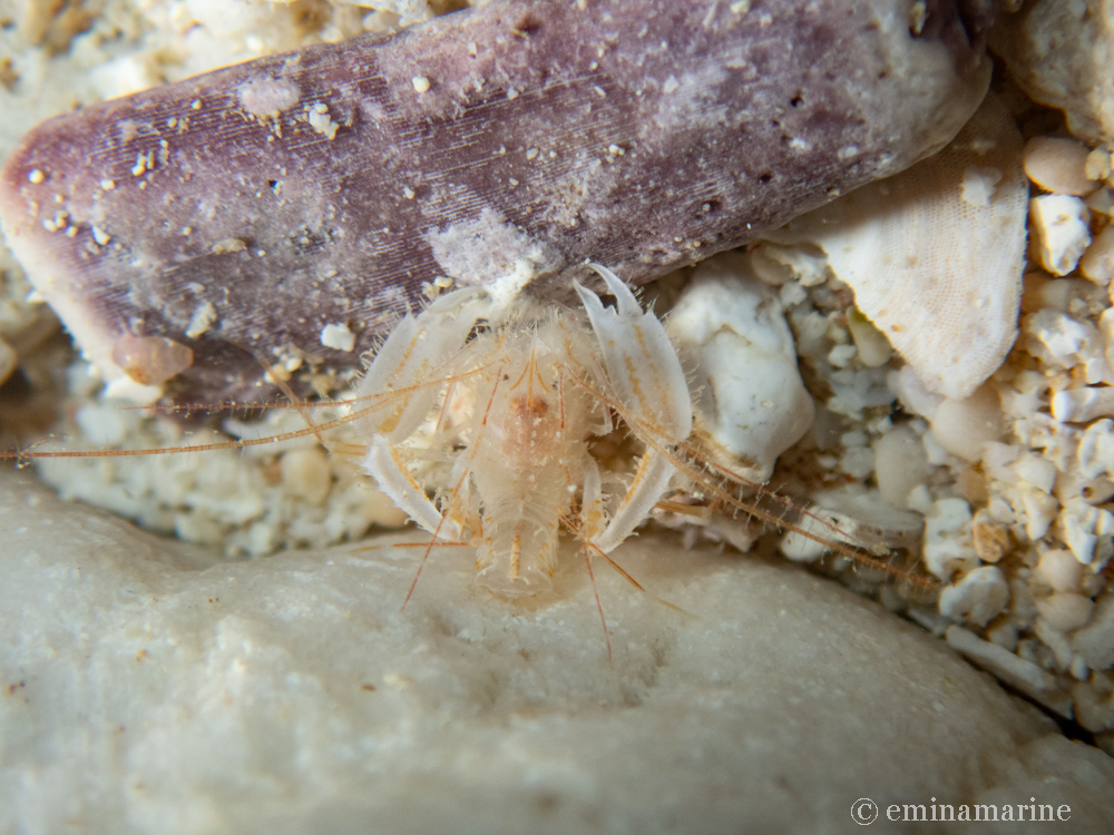 サンゴヒメエビ