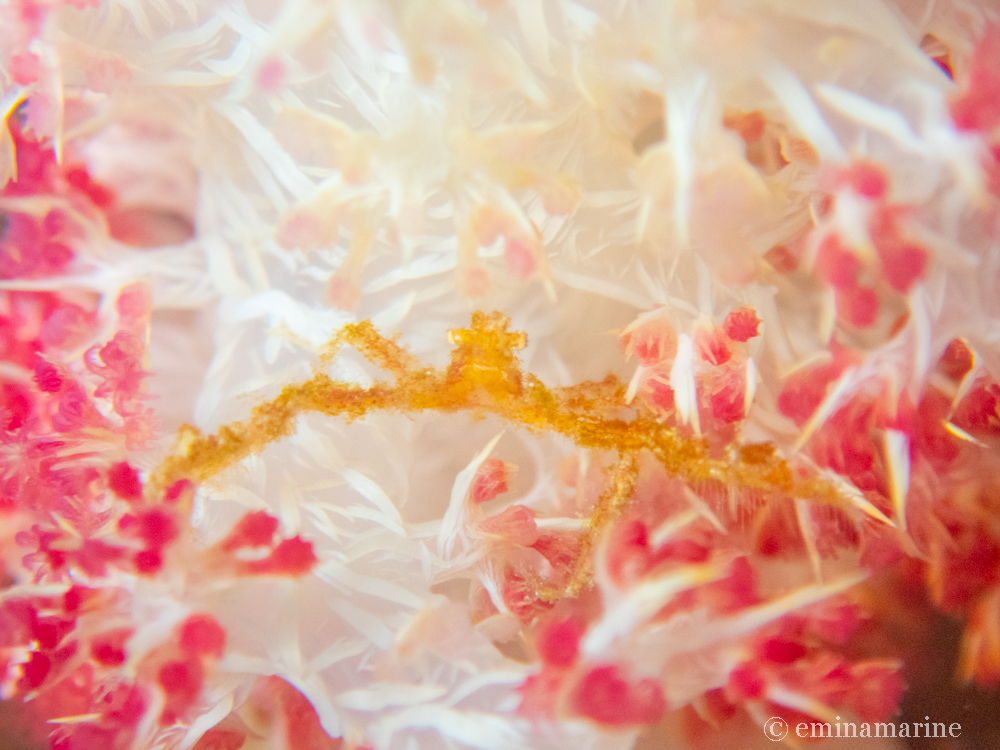 クモガ二の仲間