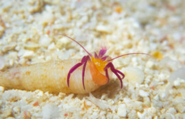 ムラサキゼブラヤドカリ