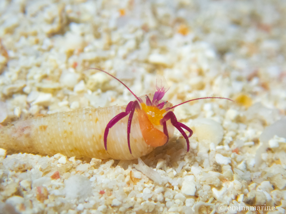 ムラサキゼブラヤドカリ