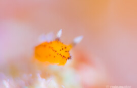 ヤグルマウミウシ