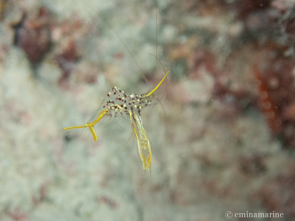 ミカヅキコモンエビ