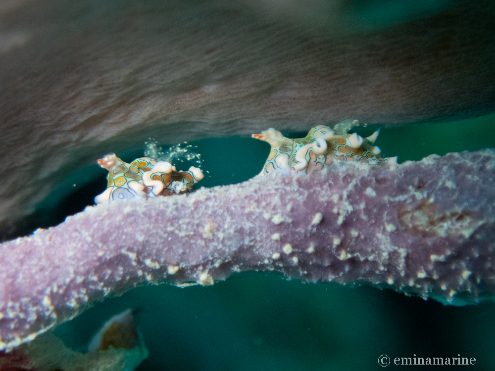 トウモンウミコチョウ