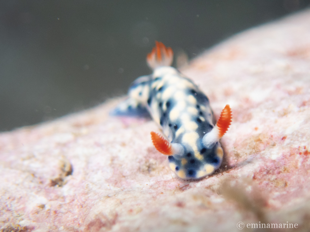 ホシゾラウミウシ