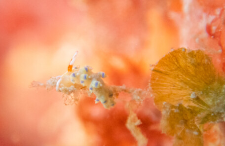 アオセンミノウミウシ