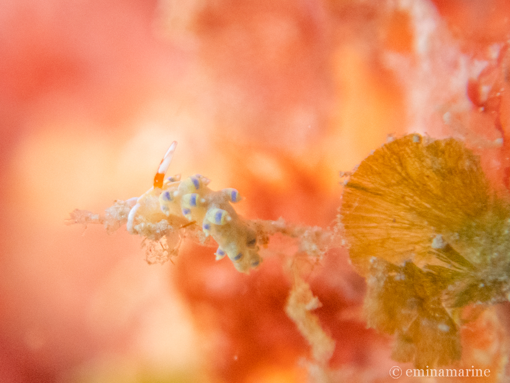 アオセンミノウミウシ