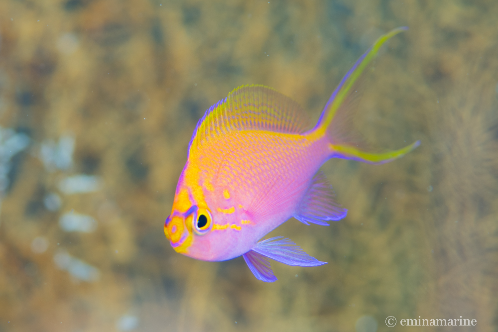 ハナゴンベ幼魚