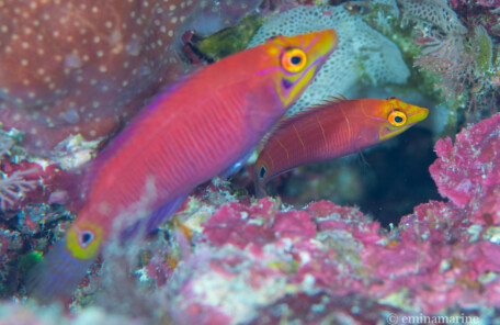 ヨコシマニセモチノウオ幼魚