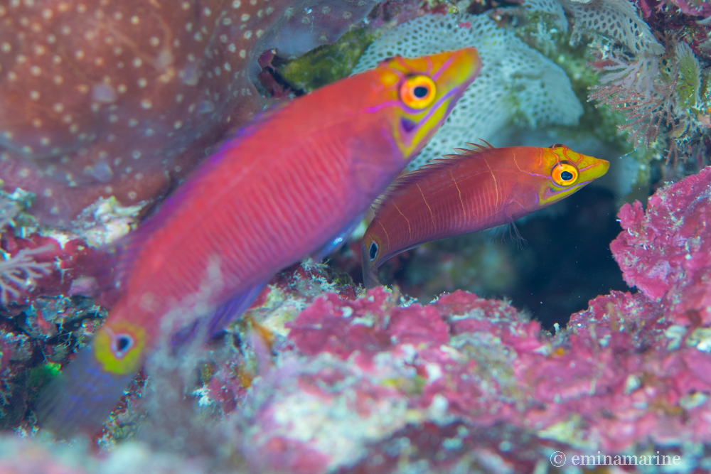 ヨコシマニセモチノウオ幼魚