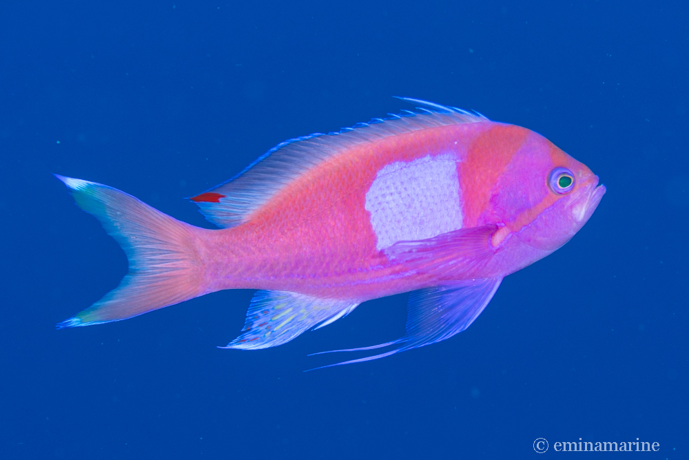 スミレナガハナダイ