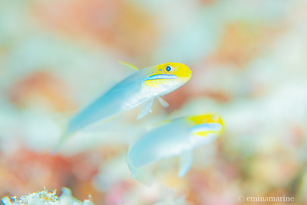 アカハチハゼ幼魚