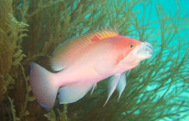 ケラマハナダイ