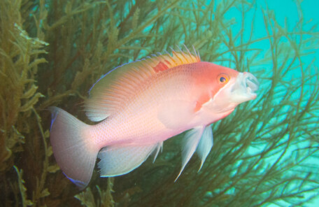 ケラマハナダイ