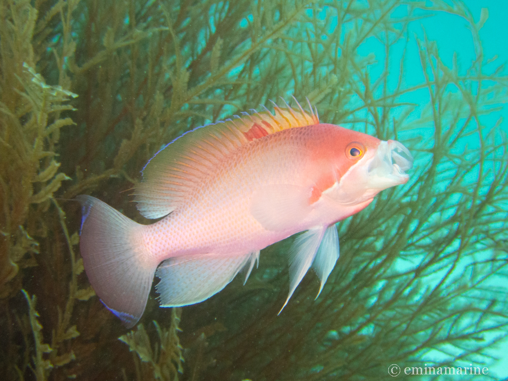 ケラマハナダイ