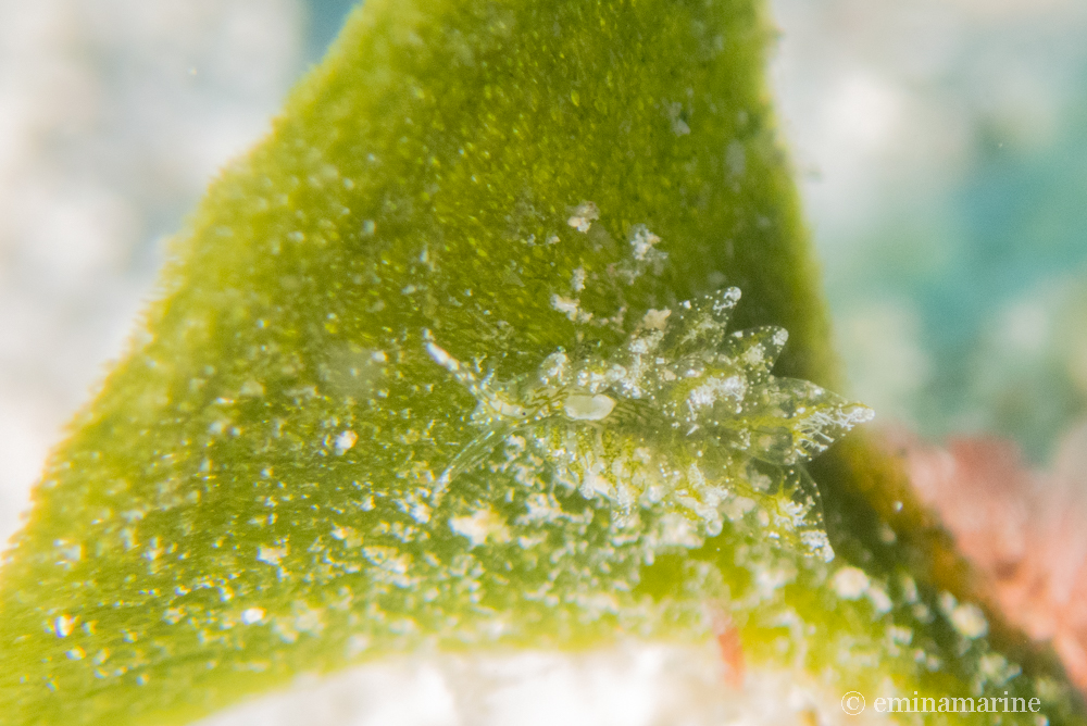 ウスミドリモウミウシ