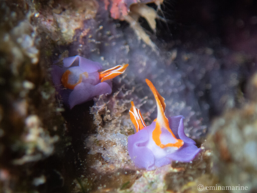 ムラサキウミコチョウ