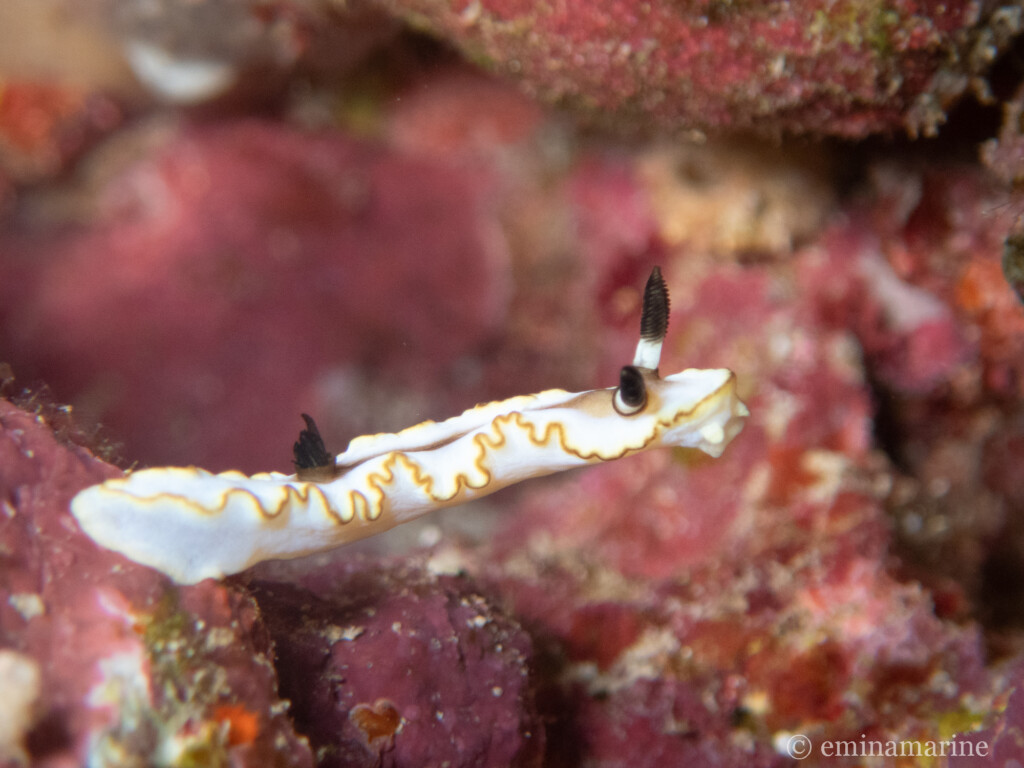 キイロウミウシ