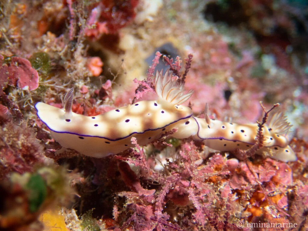 マダライロウミウシ