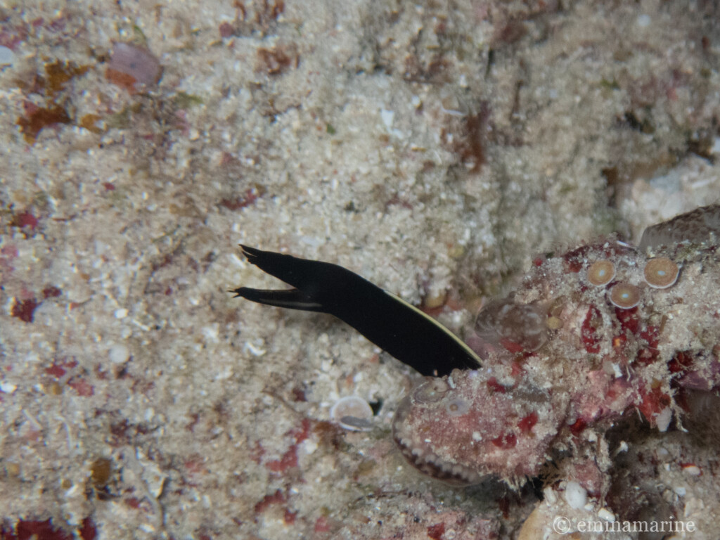 ハナヒゲウツボ幼魚