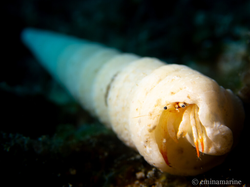 アカツメサンゴヤドカリ