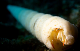 アカツメサンゴヤドカリ