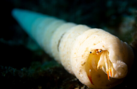 アカツメサンゴヤドカリ