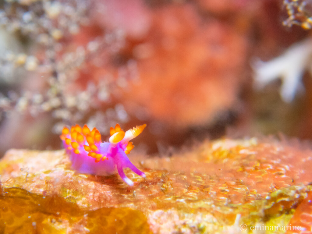 ルージュミノウミウシ