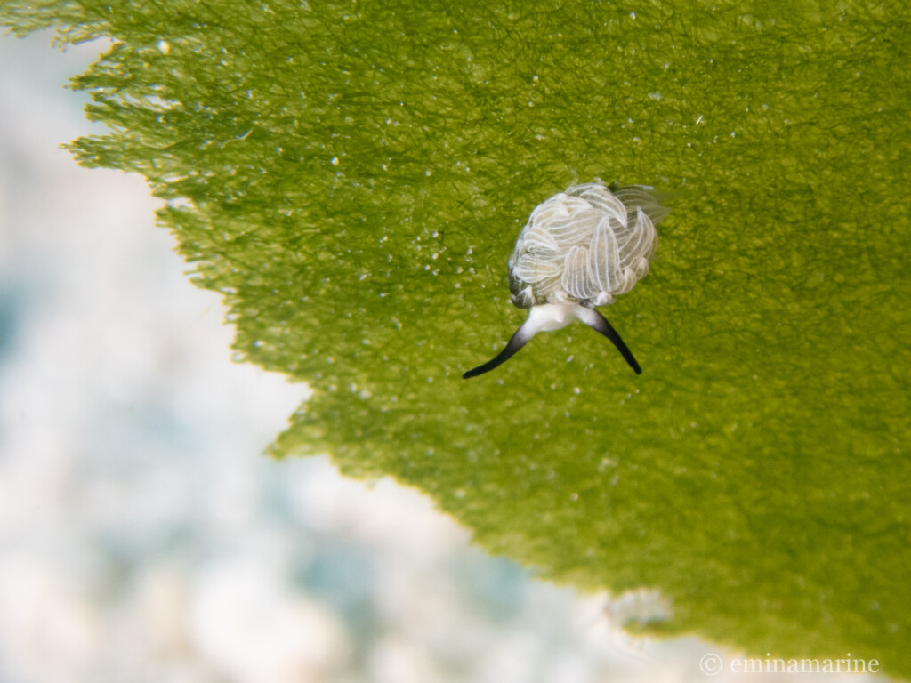 ウサギモウミウシ