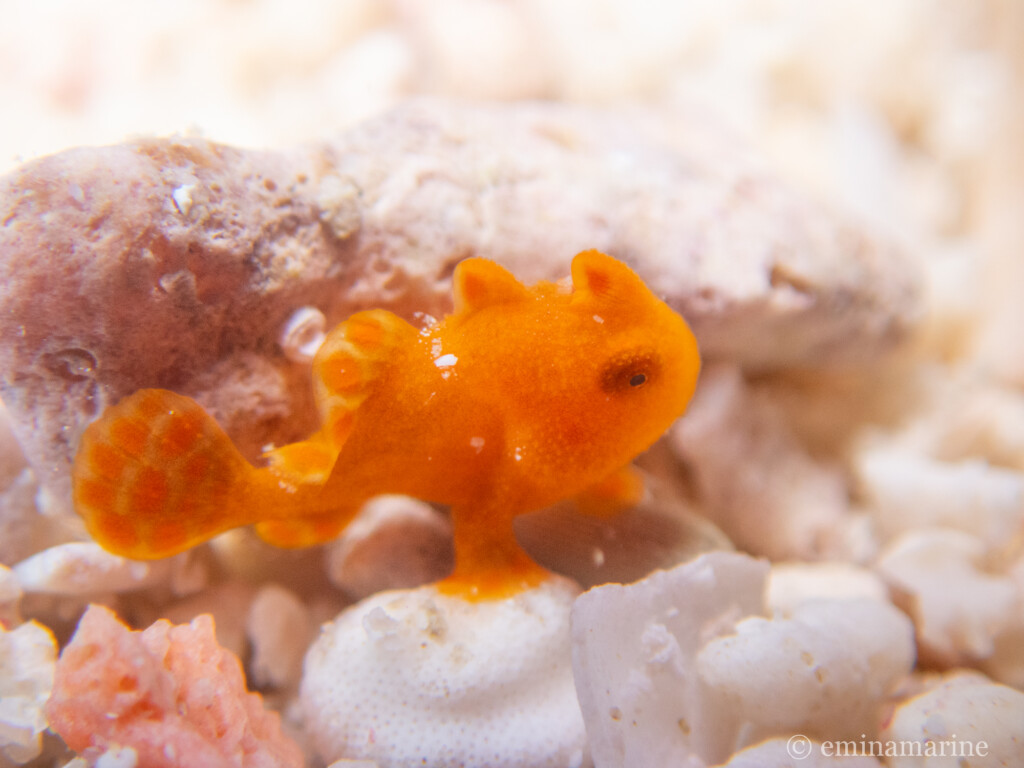 イロカエルアンコウ