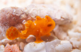 イロカエルアンコウ