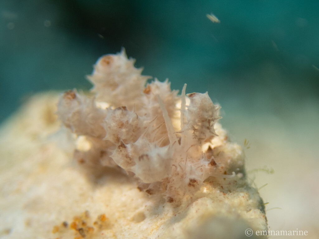 ケーラーミノウミウシ