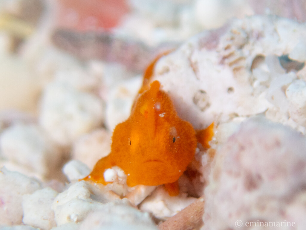 イロカエルアンコウ