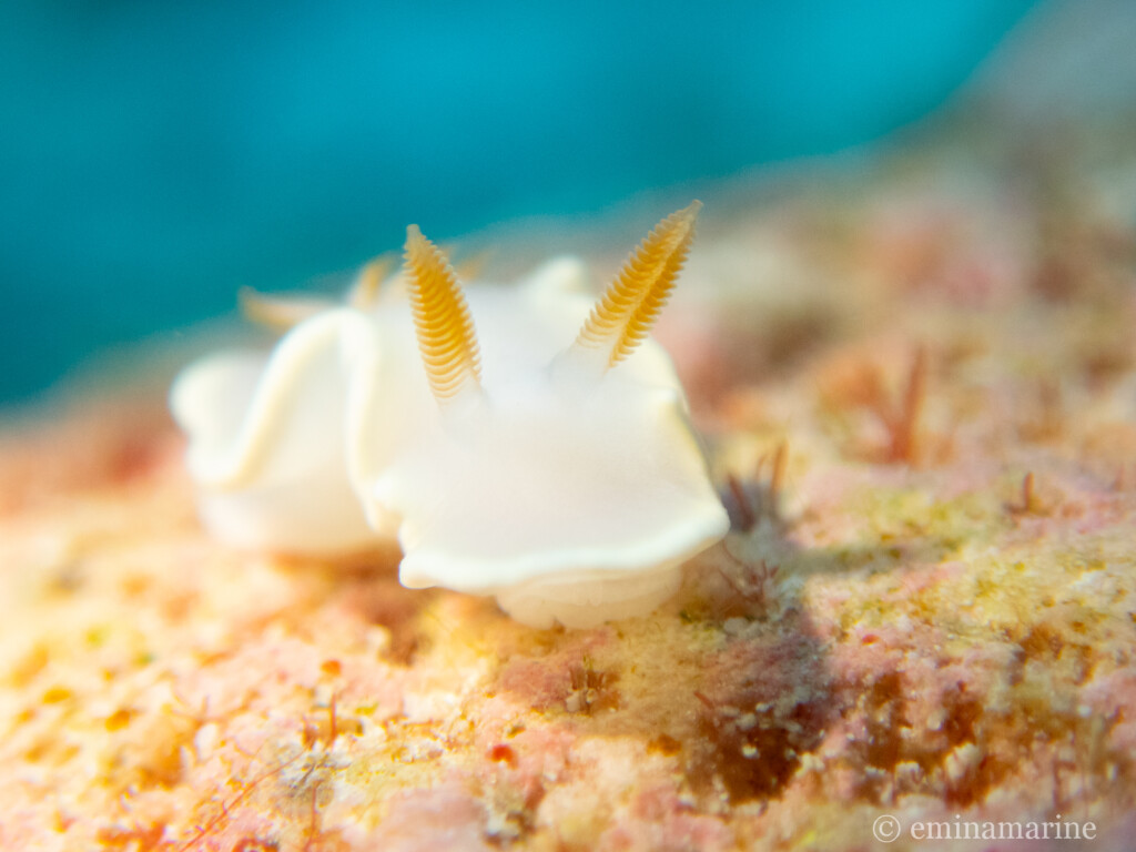 ヘリシロイロウミウシ