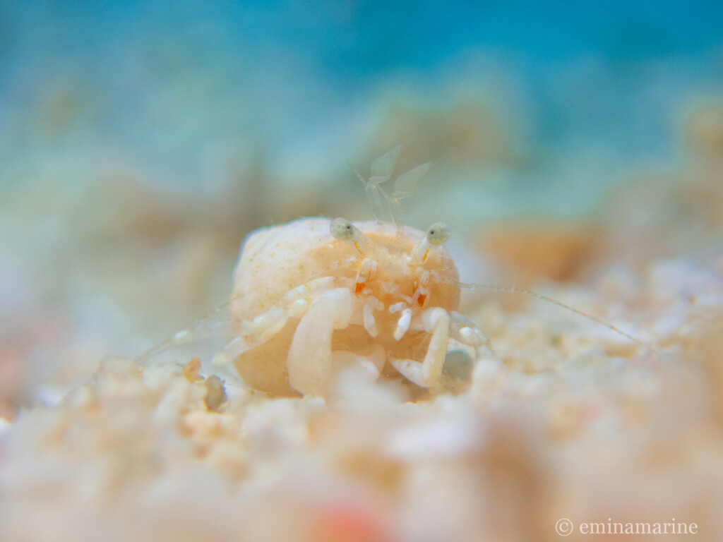 ウルマエビスヤドカリ