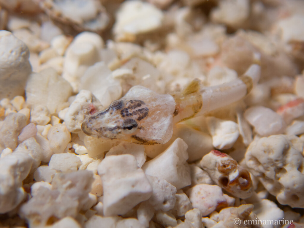 コチの仲間の幼魚