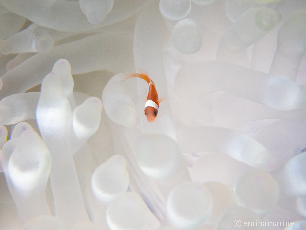 ハマクマノミ幼魚