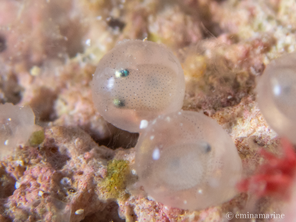 ミミイカのタマゴ