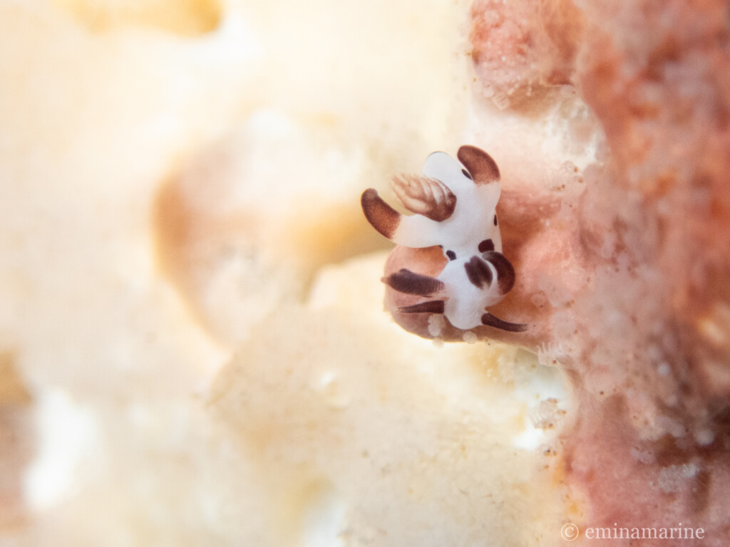 パンダツノウミウシ