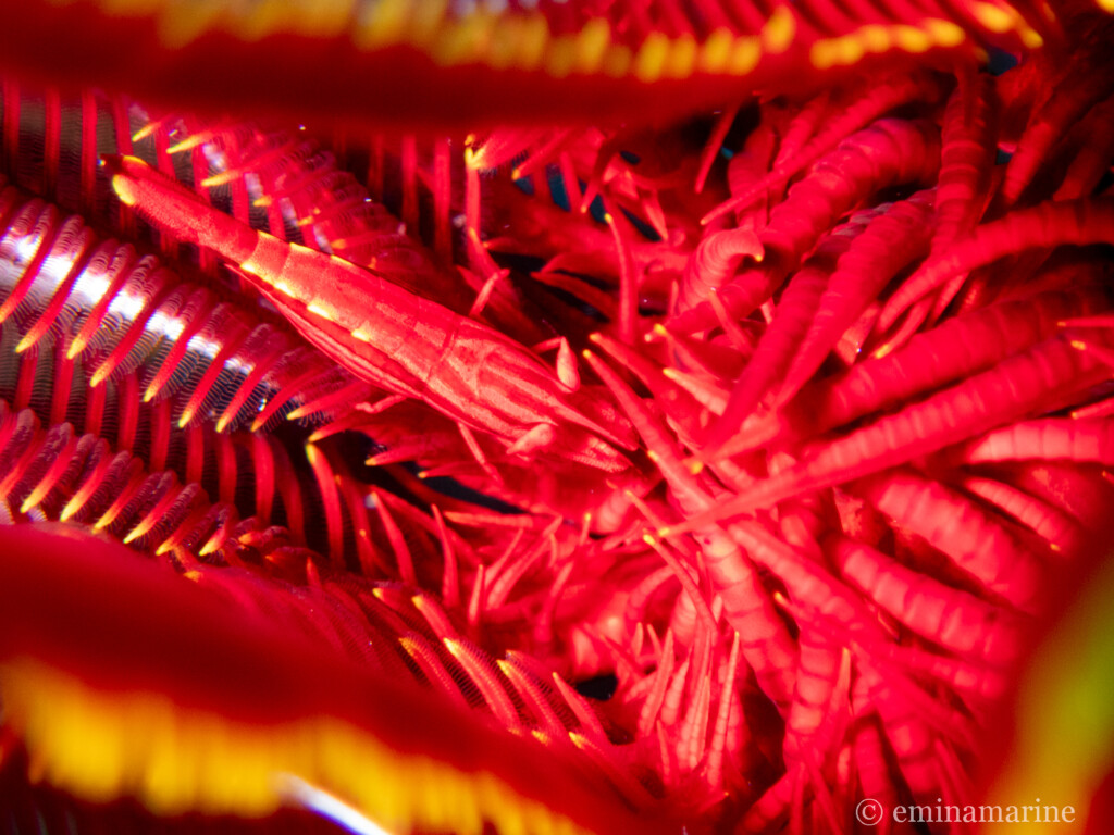 バサラカクレエビ